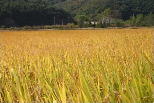 이제 거두어 달라고 고개숙인 벼들 